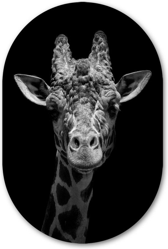 Muurovaal Giraffe zwart-wit - WallCatcher | Aluminium 100x150 cm | Ovalen schilderij | Wandovaal Starring Giraffa op Dibond