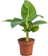 PLNTS - Musa Dwarf - Kamerplant - Kweekpot 12 cm - Hoogte 35 cm