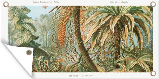 Tuinposter - Kunst - Vintage - Ernst Haeckel - Tuin - Schuttingposter - Varens - 160x80 cm - Bomen - Wanddecoratie - Tuindoek - Buitenposter