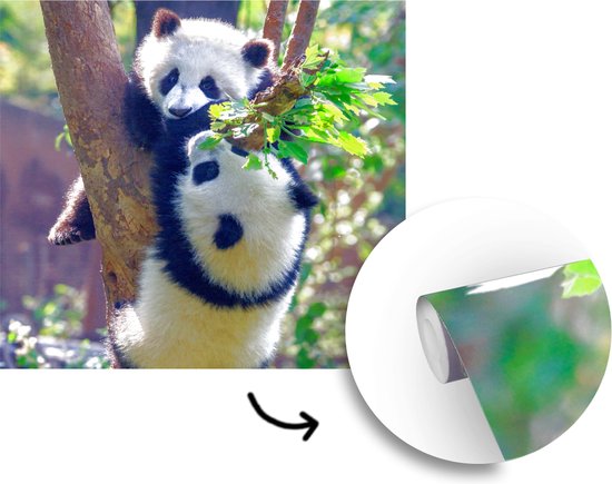 Papier peint - Papier peint photo Pandas - Arbre - Nature - Largeur 300 cm x hauteur 300 cm