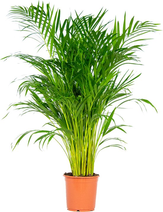 Dypsis Lutescens - Goudpalm - Kamerplant - Onderhoudsvriendelijk - ⌀21 cm - 100-110 cm