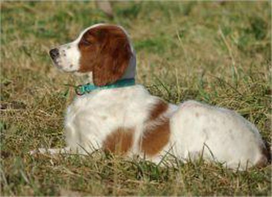 Red and White Setters for Beginners - cover