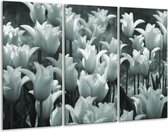 Glasschilderij Tulpen, Bloemen - Grijs, Groen - 120x80cm 3Luik - Foto Op Glas - Geen Acrylglas Schilderij - GroepArt 6000+ Glas Art Collectie - Maatwerk Mogelijk