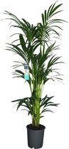 FloriaFor - XL Kentia Palm - - ↨ 160cm - ⌀ 24cm
