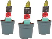 Mama's Planten -   Hippeastrum Royal Red (3 Stuks) - Vers Van De Kweker- ↨ 25cm - ⌀ 13cm