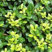 50 x Ilex crenata 'Dark Green' - Japanse Hulst in 9x9cm pot met hoogte 5-10cm