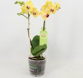 Orchidee van Botanicly – Vlinder orchidee – Hoogte: 40 cm, 1 tak – Phalaenopsis multiflora Nadine