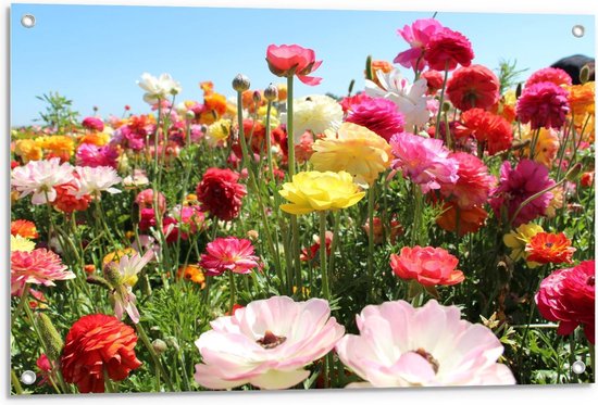 Tuinposter – Verschillende Bloemen in het Veld - 90x60cm Foto op Tuinposter  (wanddecoratie voor buiten en binnen)