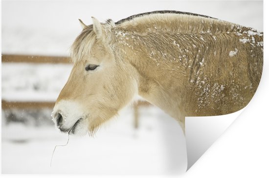 Muurstickers - Sticker Folie - Close-up van een fjord paard in de sneeuw - 60x40 cm - Plakfolie - Muurstickers Kinderkamer - Zelfklevend Behang - Zelfklevend behangpapier - Stickerfolie