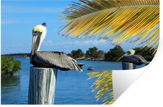 Sticker Muursticker Florida Keys - Pélican sur poteau en bois à Key West, Floride - 90x60 cm - feuille autocollante - sticker mural repositionnable