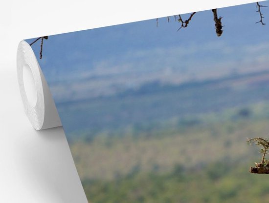 Papier peint photo vinyle - Guépard dans un arbre à la recherche d'une proie largeur 390 cm x hauteur 260 cm - Tirage photo sur papier peint (disponible en 7 tailles)