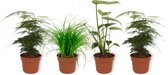 Set van 4 Kamerplanten - 2x Asparagus Plumosus & 1x Cyperus Zumula & 1x Monstera Deliciosa - ± 25cm hoog - 12cm diameter