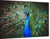 Imposante Pauw met kleurrijk verendek - Foto op Canvas - 60 x 40 cm
