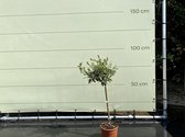 Olea Europea - Olijfboom met gladde stam, stamomvang 4 - 6 cm