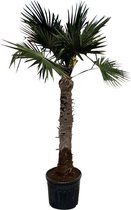 Tropictrees - Palmboom - Trachycarpus Fortunei - Plant - Winterhard - Pot ⌀ 50cm - Hoogte ca. 370cm