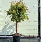 Granaatappelboom - Punica Granatum - Winterhard - Pot ⌀ 50 cm - Hoogte  190-210 cm
