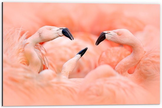 Dibond - Flamingo's bij Elkaar - 60x40cm Foto op Aluminium (Wanddecoratie van metaal)
