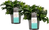 FloriaFor - Duo Gardenia Jasminoïdes - - ↨ 35cm - ⌀ 13cm