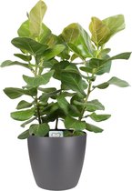 FloraExpert - Ficus - 100 Cm - Ø 25