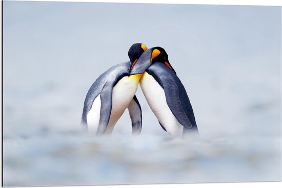 Dibond - Knuffelende Pinguïns  - 90x60cm Foto op Aluminium (Wanddecoratie van metaal)