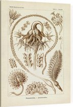 Pennatula - Pennatulida (Kunstformen der Natur), Ernst Haeckel - Foto op Canvas - 75 x 100 cm