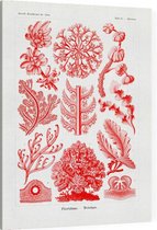 Delesseria - Florideae (Kunstformen der Natur), Ernst Haeckel - Foto op Canvas - 75 x 100 cm