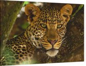 Panter in boom - Foto op Canvas - 45 x 30 cm