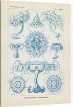 Linantha - Discomedusae (Kunstformen der Natur), Ernst Haeckel - Foto op Canvas - 75 x 100 cm