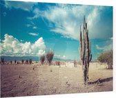Cactus in de droge woestijn - Foto op Plexiglas - 90 x 60 cm