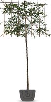 Leihaagbeuk | Carpinus betulus | leibeuk | Stamomtrek: 10-12 cm | Stamhoogte: 200 cm | Rek: 150 cm