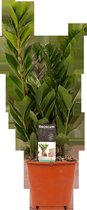 Decorum Zamio Culcas - Kamerplant - 45cm