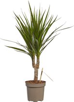 Dracaena Marginata - Luchtzuiverende Kamerplant - 80cm