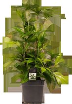 Decorum Dracaena Surculosa - Kamerplant - Drakenplant - 55cm