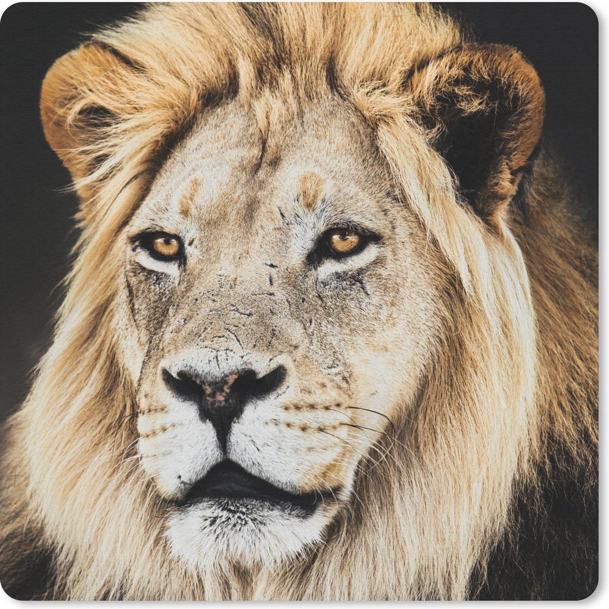 Muismat 20x20 cm - Mousepad Leeuwen - Kleuren - Roofdier - Muismatten