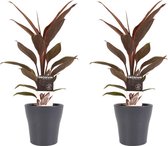 Duo 2 x Cordyline Tango met Anna grey ↨ 40cm - 2 stuks - hoge kwaliteit planten