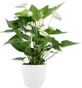 Decorum Anthurium Alaska met Elho pot wit ↨ 60cm - planten - binnenplanten - buitenplanten - tuinplanten - potplanten - hangplanten - plantenbak - bomen - plantenspuit