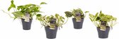 Combipakket Scindapsus Aureum - N'joy - Pictus Trebie - Marble Queen met potten Anna Grey ↨ 15cm - 4 stuks - hoge kwaliteit planten