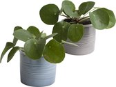 Duo Pannenkoekplant in keramiek ↨ 12cm - 2 stuks - hoge kwaliteit planten