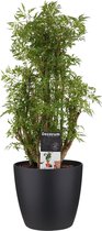 Polyscias Hawaiiana Ming vertakt met Elho brussels living black ↨ 50cm - hoge kwaliteit planten