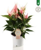 Anthurium Lilli ↨ 40cm - hoge kwaliteit planten