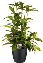 Dracaena Surculosa met Elho brussels living black ↨ 55cm - hoge kwaliteit planten
