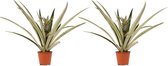 Duo 2 x Ananas Champaca ↨ 55cm - 2 stuks - hoge kwaliteit planten