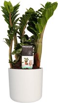 Zamio Zenzi met Elho B.for soft white ↨ 40cm - hoge kwaliteit planten