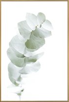 JUNIQE - Poster met kunststof lijst Eucalyptus White 1 -40x60 /Groen &