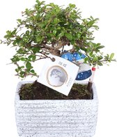 Bonsai Carmona incl. sierpot graniet - Incl. watergeefmeter - Kamerplant - ↑ 30-35 cm - Pot-Ø 17cm