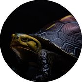 Schildpad op zwarte achtergrond - Foto op Behangcirkel - ⌀ 120 cm