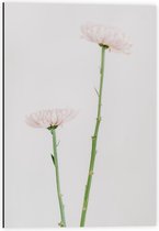 Dibond - Roze Bloemen - 40x60cm Foto op Aluminium (Wanddecoratie van metaal)