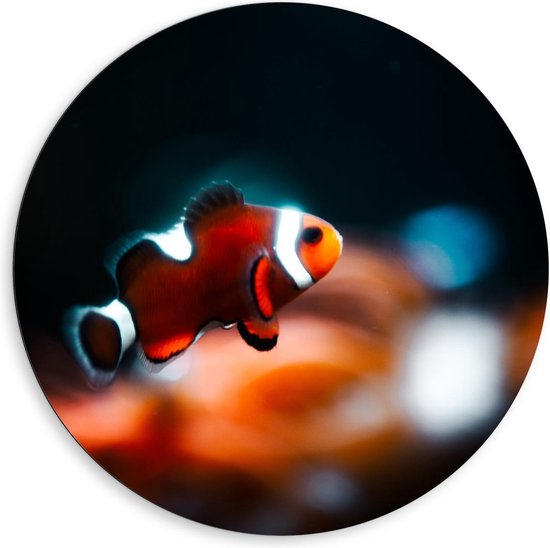 Dibond Wandcirkel - Neon Nemo Clownvis - Foto op Aluminium Wandcirkel (met ophangsysteem)