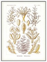 Diphasia - Sertulariae (Kunstformen der Natur), Ernst Haeckel - Foto op Akoestisch paneel - 90 x 120 cm