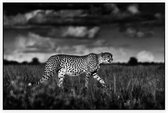 Jagende Cheetah - Foto op Akoestisch paneel - 90 x 60 cm